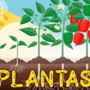 Las plantas