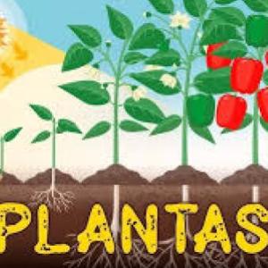 Las plantas