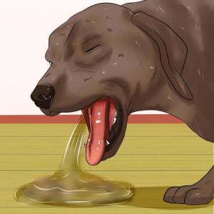 ALIMENTOS TÓXICOS PARA TU PERRO