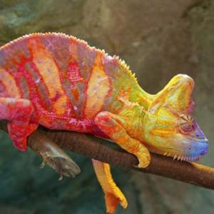 ANIMALES