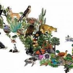 PATRONES Y TIPOS DE BIODIVERSIDAD