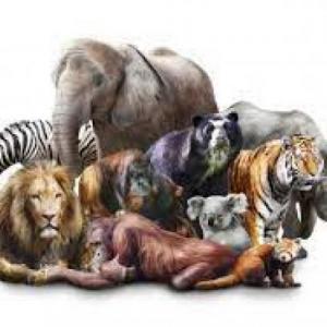 REPASANDO SOBRE LOS ANIMALES