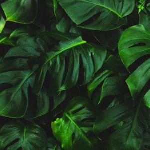 REPASANDO SOBRE LAS PLANTAS