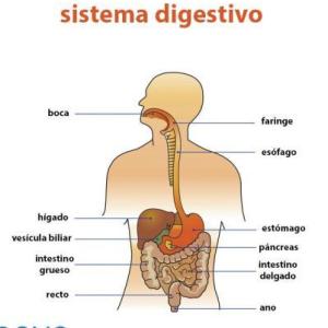 El sistema digestivo