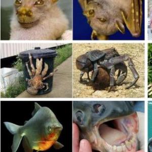 Animales Raros del Mundo