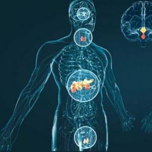 Sistema endocrino