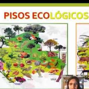 Los pisos divertidos