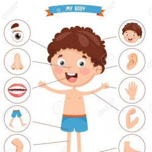 THE BODY