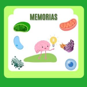 organelos y sus funciones