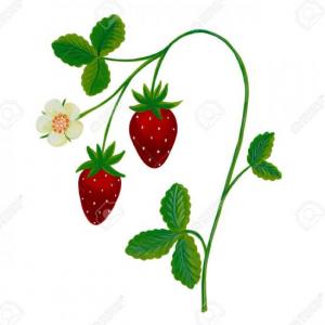 Parts of the plants