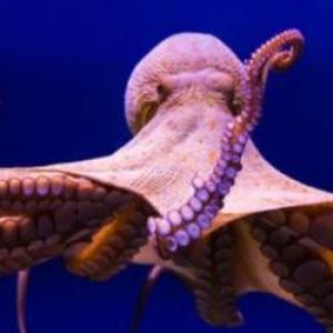 Trivia del Pulpo