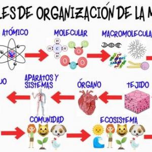 Niveles de organización