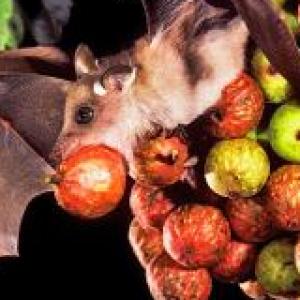 Murciélagos frugívoros