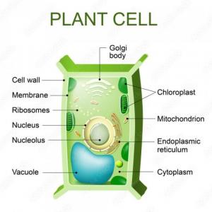 Plant cell parts