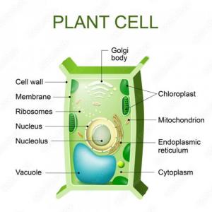 Plant cell parts