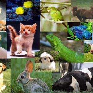 Imagen de portada del videojuego educativo: Animal Kingdom, de la temática Biología