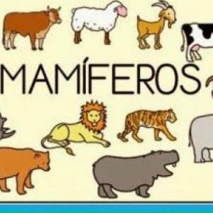 Descubriendo a los Mamíferos