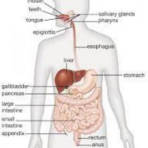 Digestive System