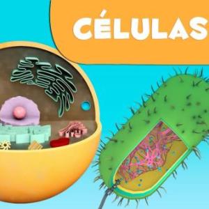 la celula