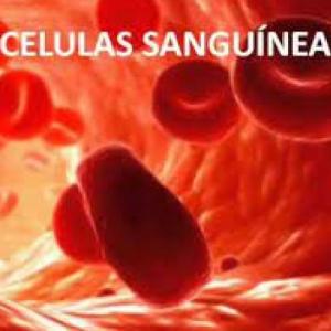 Células Del Tejido Sanguíneo o Hematopoyesis 