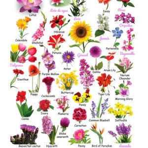 Hermosas Flores