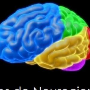 LOBULOS CEREBRALES