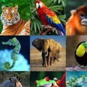 Los Animales