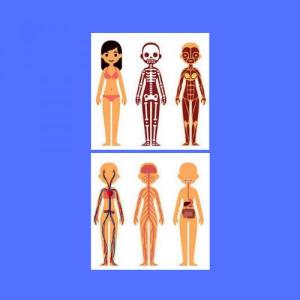 Sistemas del Cuerpo Humano