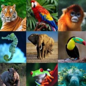 Ahorcado de animales