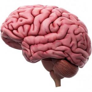 Sistema Nervioso Autónomo y Sistema endocrino