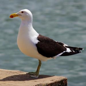 Aprendiendo sobre aves autóctonas