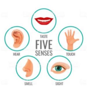 Portada del juego The Five Senses – Idiomas
