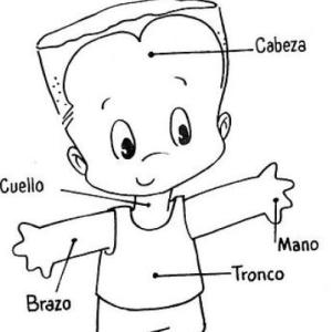 Partes externas del cuerpo humano