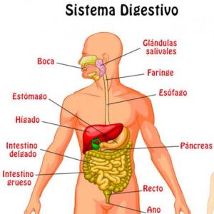 Memotest Sistema Digestivo