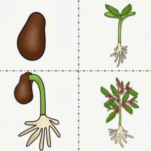Memotest plantas