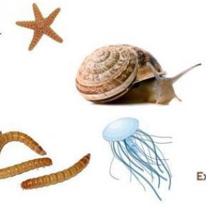 REINO ANIMAL INVERTEBRADOS