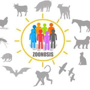Imagen de portada del videojuego educativo: UNA CADENA LLAMADA ZOONOSIS, de la temática Salud