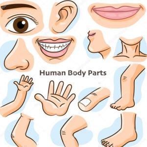 PARTES DEL CUERPO HUMANO