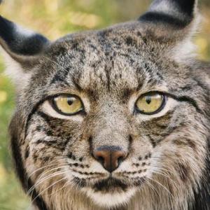 Animales