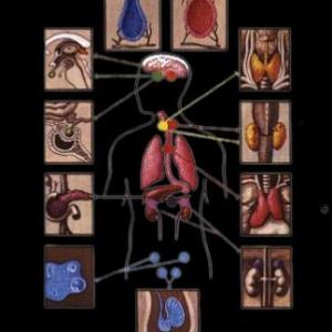 SISTEMA ENDOCRINO