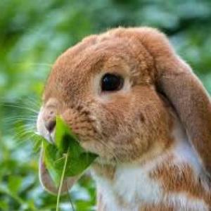 conocemos las frutas y animales