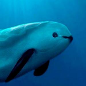 La biodiversidad mexicana.