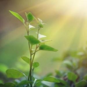 MUNDO DE LAS PLANTAS