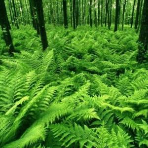 PLANTAS