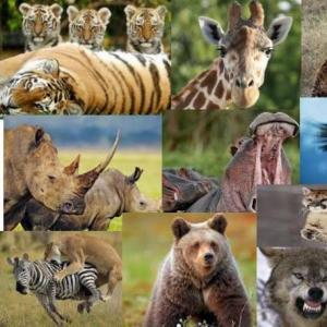 Los animales