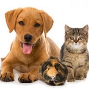 Pets memory game