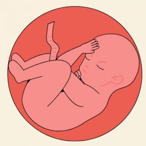 Desarrollo humano y sus etapas
