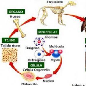 PARTES DEL CUERPO Y SU FUNCIÓN