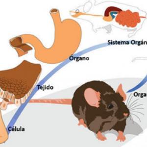Organización de la vida