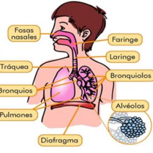 Partes del cuerpo